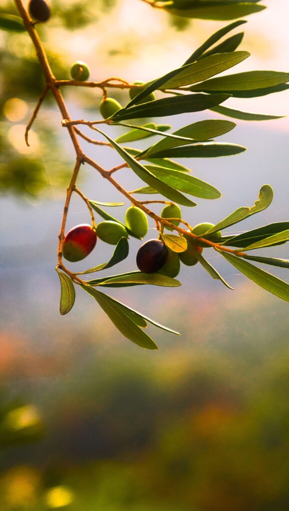 olive